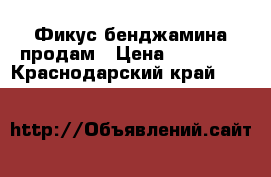 Фикус бенджамина продам › Цена ­ 10 000 - Краснодарский край  »    